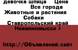 девочка шпица  › Цена ­ 40 000 - Все города Животные и растения » Собаки   . Ставропольский край,Невинномысск г.